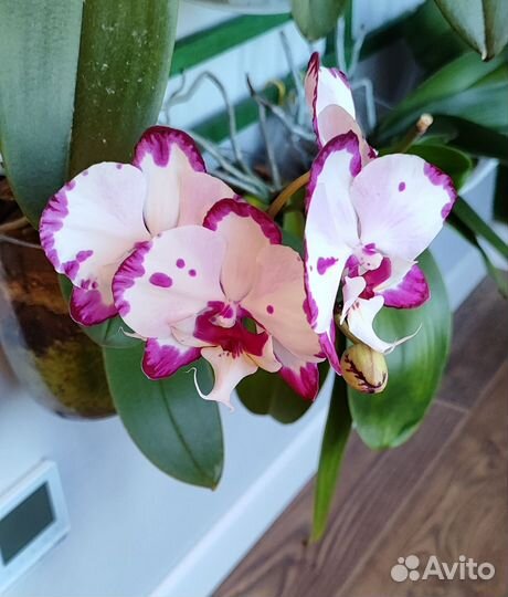 Орхидея, фаленопсис