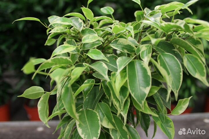 Комнатные растения цветы