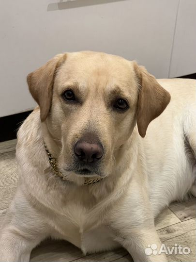 Лабрадор вязка