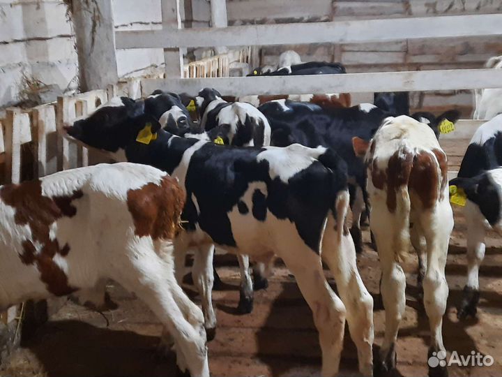 Бычки сементалы