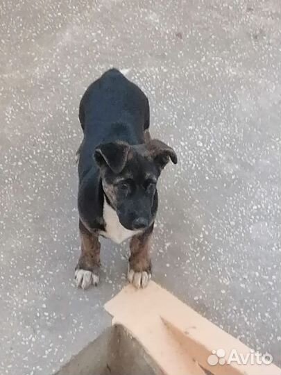 Щенок мальчик