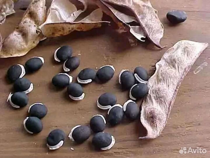 Долихос 10 семян
