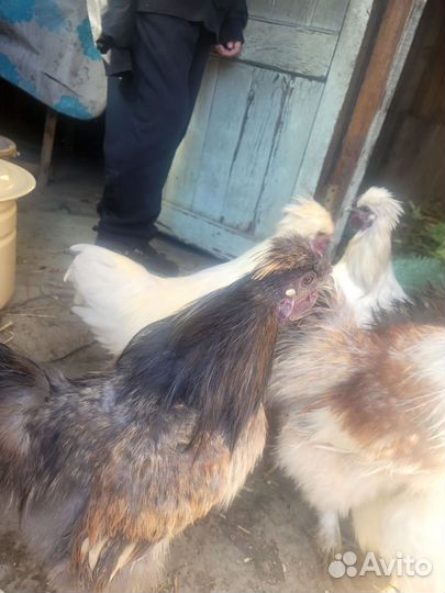 Бойцовые петухи