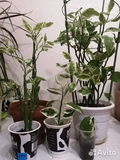 Педилантус и другие разные комнаиные цветы от 50р