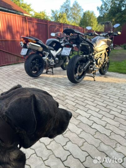 Honda VFR 800
