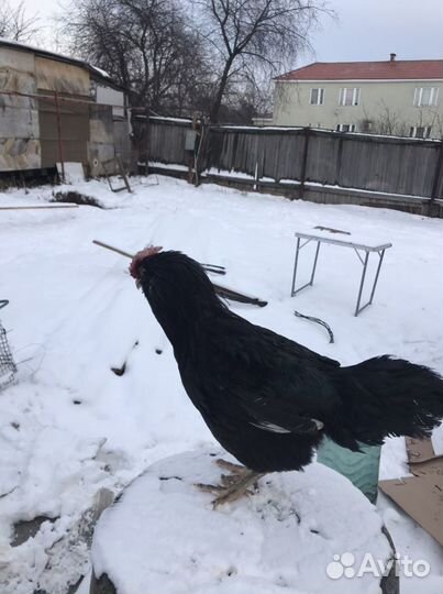 Петухи Чёрные Ухейлюй, Куры и Петухи Цветные