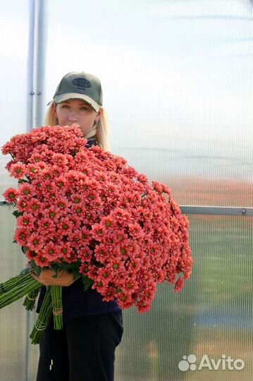 Хризантема веточная для букетов