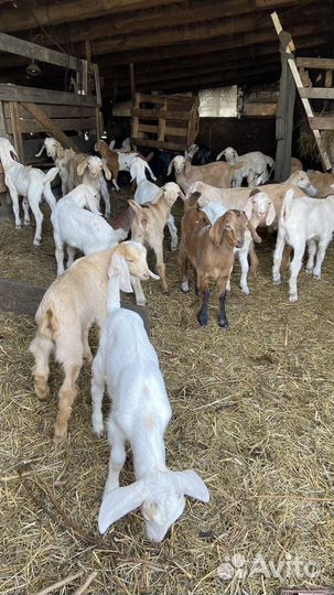 Нубийские козлята