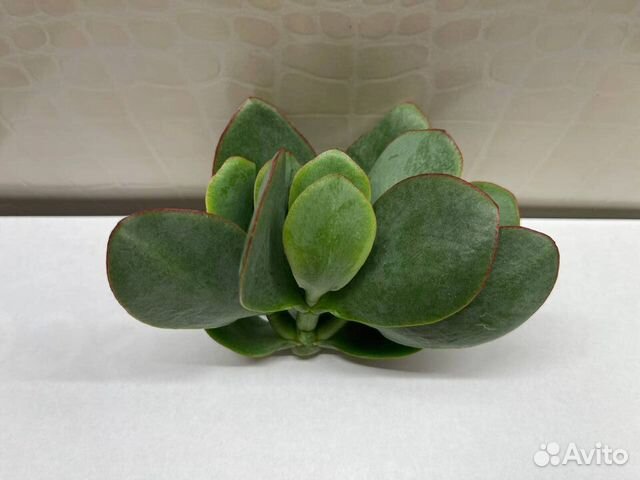 Крассула Crassula Blue Bird купить в Москве | Товары для дома и дачи ...