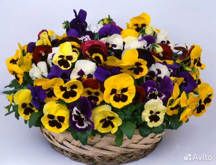 Цветы в грунт, виола