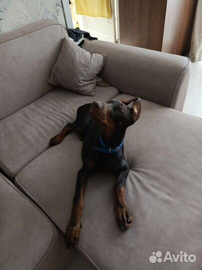 Доберман щенок