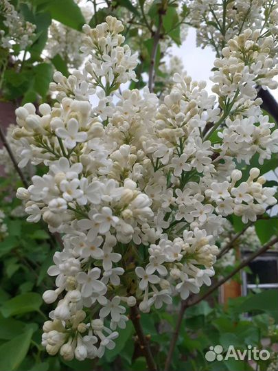 Саженцы сирени