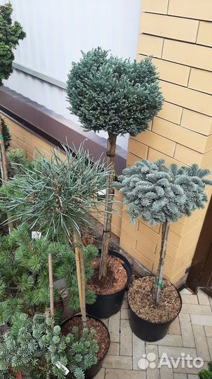 Ель пендула, пихта, кипарисовики, сосны на штамбе