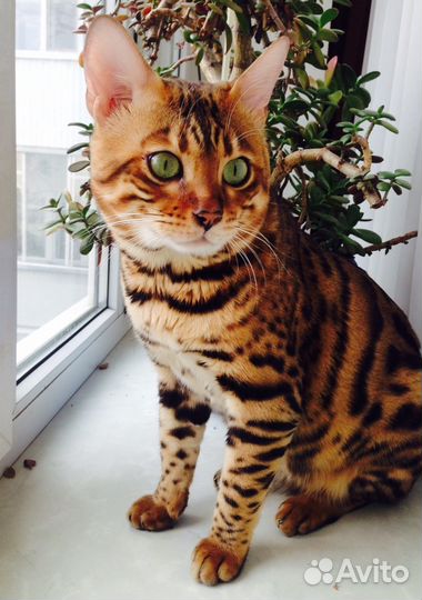 Вязка с бенгальским котом