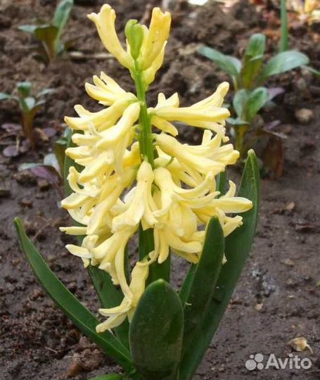 Луковицы тюльпанов и гиацинтов, форзиция. Клубника