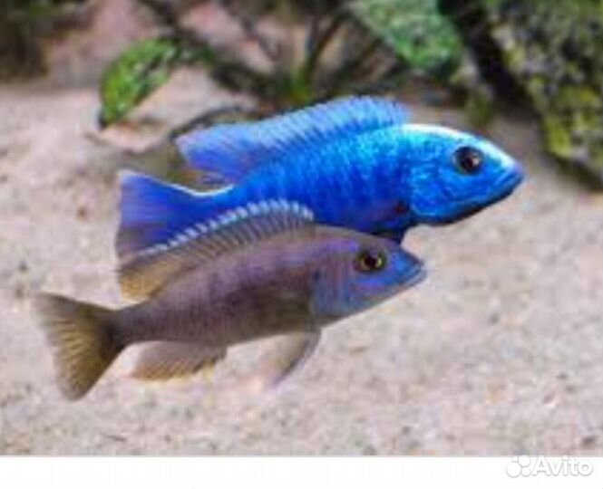 Аквариумные рыбки