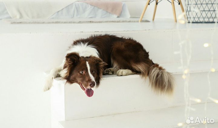 Бордер Колли. Кобель. Вязка