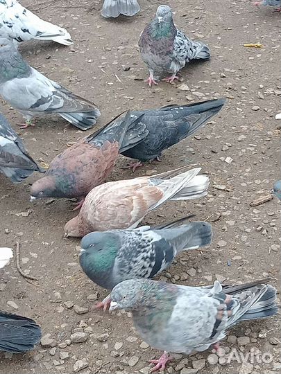Продажа голубей