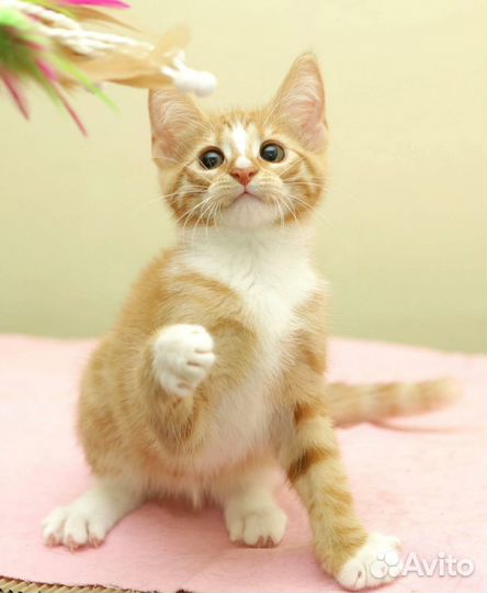 Котёнок Веста