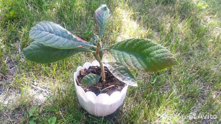 Мушмула японская