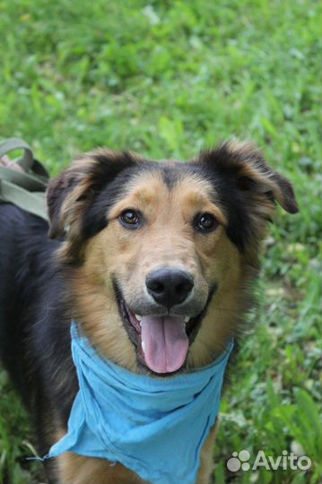 Молодой приютский пёс в поиске дома