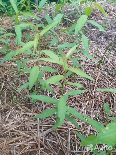 Саженцы персика