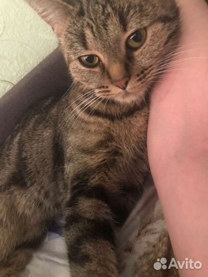 Британская