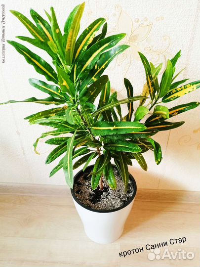 Кротоны сортовые