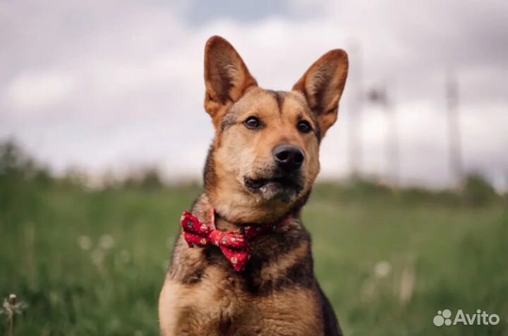 Стойкий солдатик Чич в добрые руки