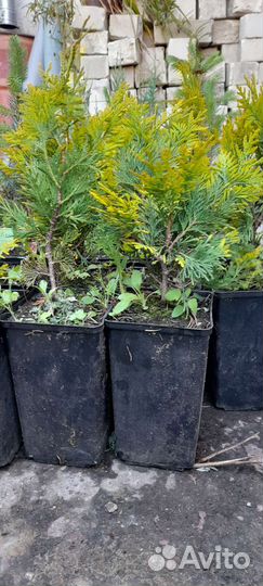 Туя Еллоу Риббон, зкс