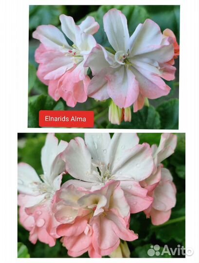 Пеларгония герань