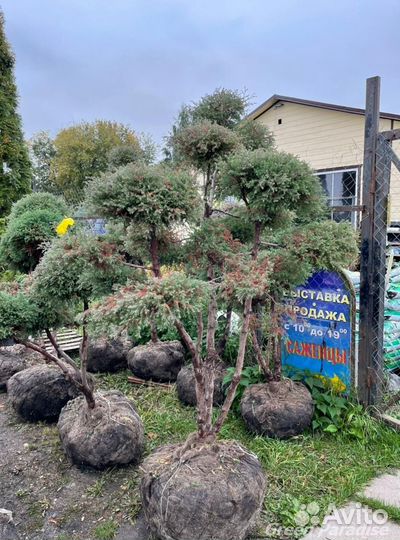 Можжевельник формированный