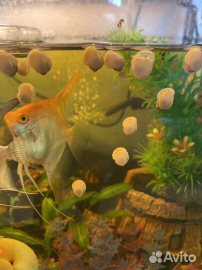 Улитки ампулярии жемчужные