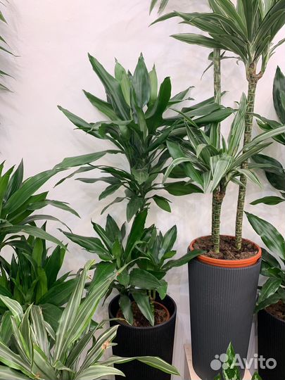 Драцена Джанет Крейг 110 см