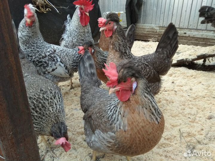 Инкубационное яйцо, цыплята, молодки, петушки