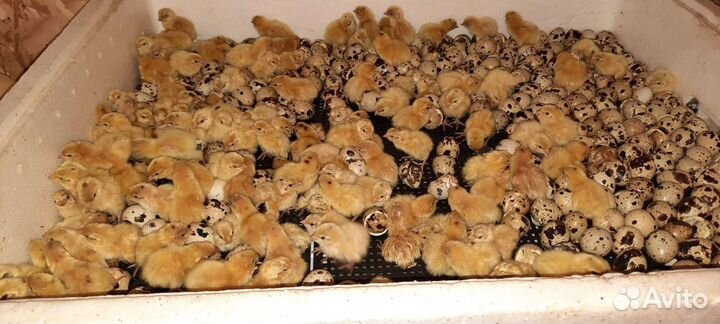 Перепела продажа