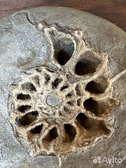 Окаменелости аммониты