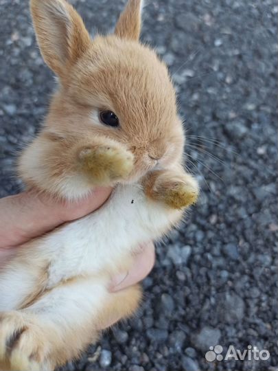 Крольчата декоративные