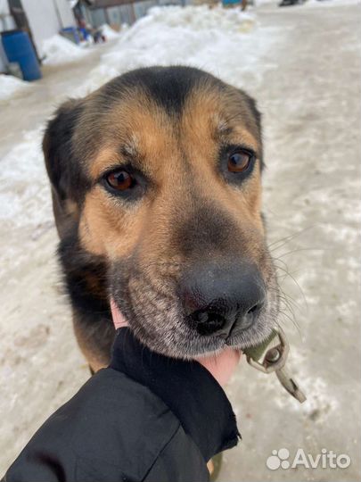 Эти глаза. Как много боли в них