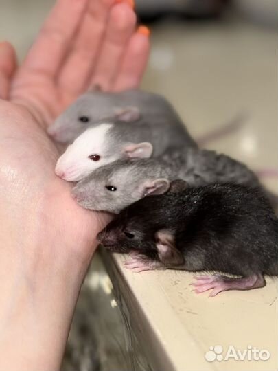 Крысята дамбо