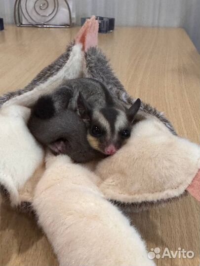 Белка летяга