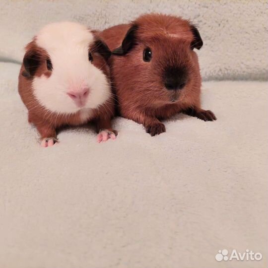 Морские свинки породы крестед