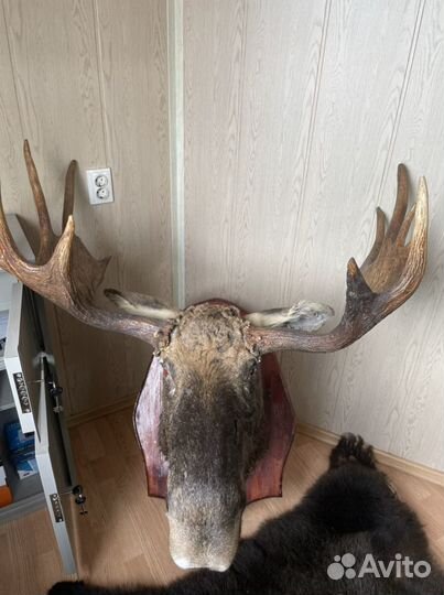 Голова лося