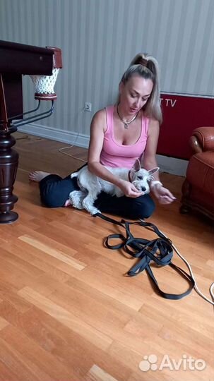 Дрессировка с передержкой