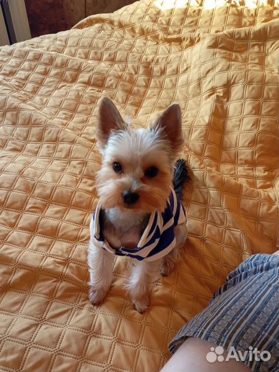 Йоркширский терьер щенки стандарт