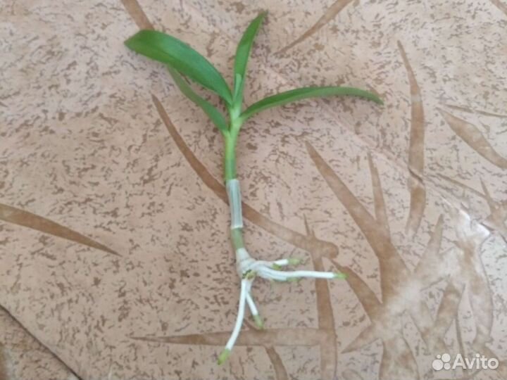 Дендробиум Нобиле