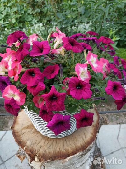 Плетеное кашпо для растений