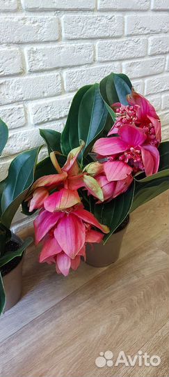 Нолина,мединилла, монстера