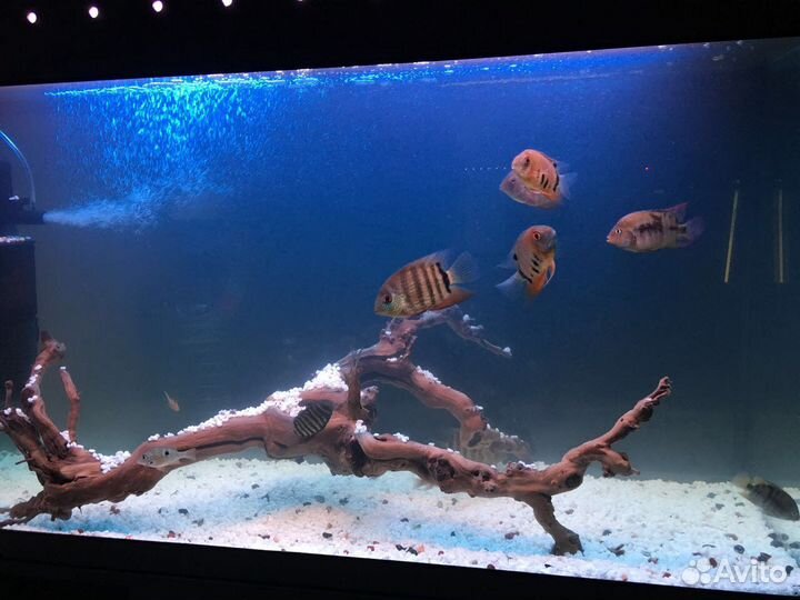 Аквариум 260л. с тумбой. Новый не б/у. Гарантия