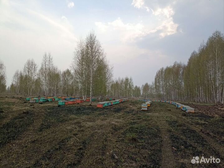 Мёд и продукты пчеловодства